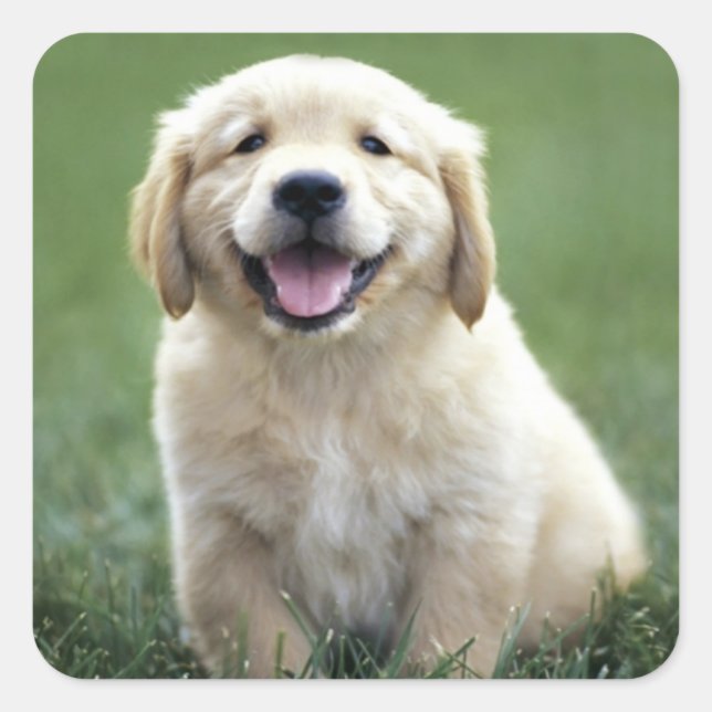 Cute Puppy Dog Lovers Golden Retriever Square Sticker (Front)