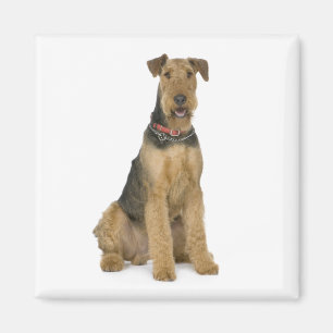 Cute Puppy Dog Mum Dog Lover Airedale Terrier Magnet