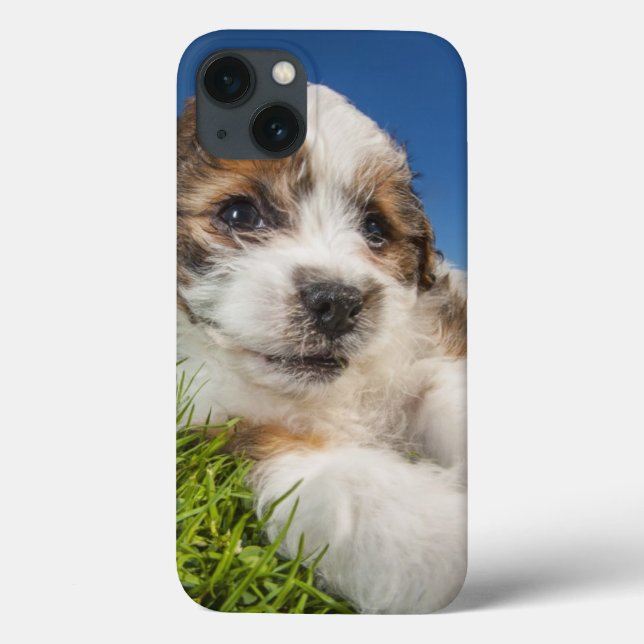 Cute puppy dog (Shitzu) Case-Mate iPhone Case (Back)