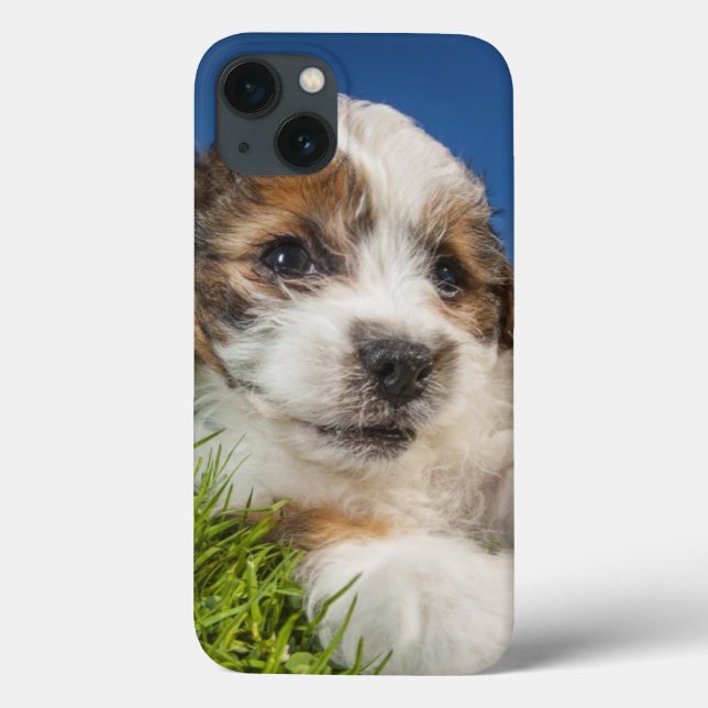 Cute puppy dog (Shitzu) Case-Mate iPhone Case (Back)