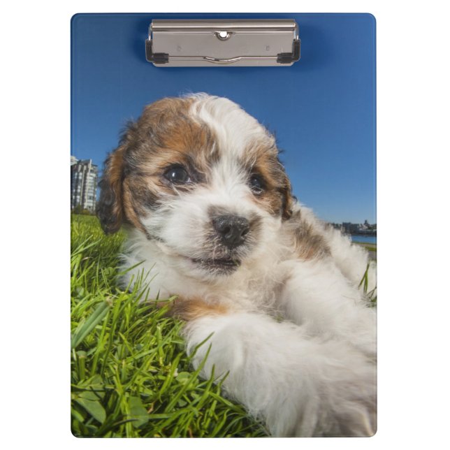 Cute puppy dog (Shitzu) Clipboard (Front)