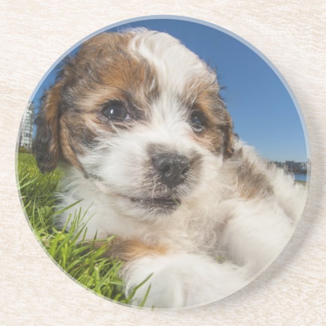 Cute puppy dog (Shitzu) Coaster (Front)