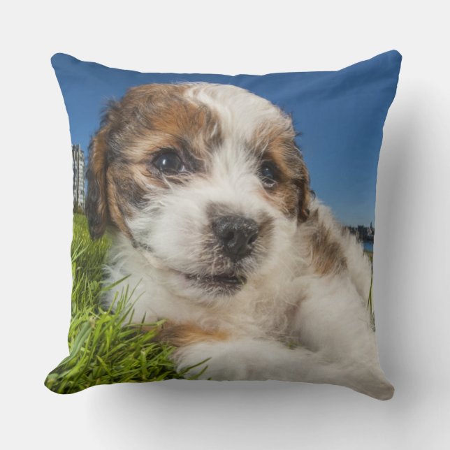 Cute puppy dog (Shitzu) Cushion (Front)
