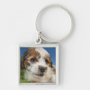 Cute puppy dog (Shitzu) Key Ring