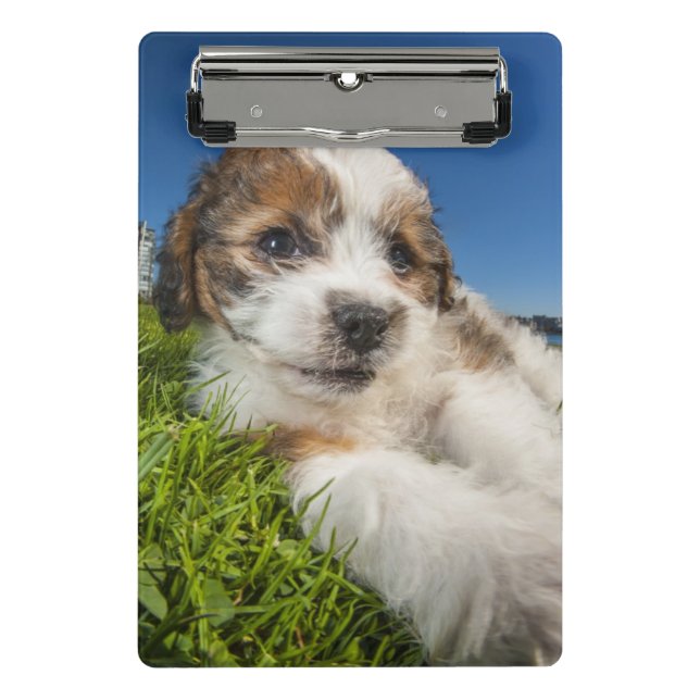 Cute puppy dog (Shitzu) Mini Clipboard (Front)