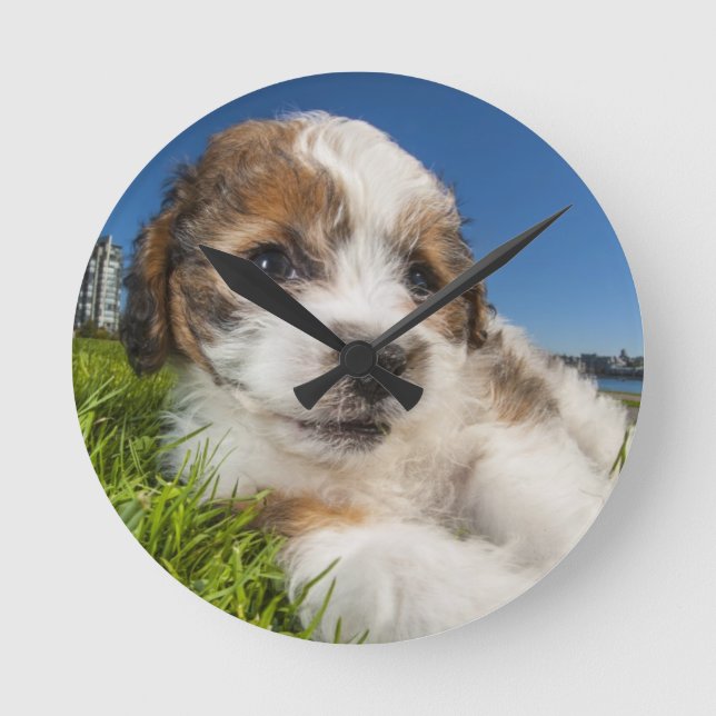 Cute puppy dog (Shitzu) Round Clock (Front)