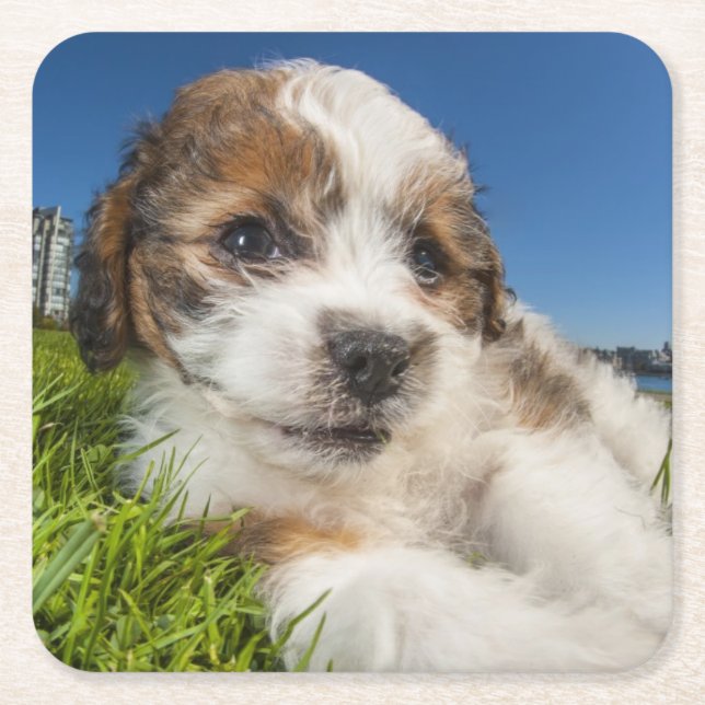 Cute puppy dog (Shitzu) Square Paper Coaster (Front)