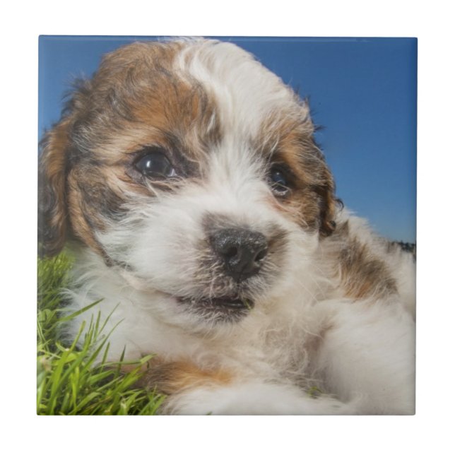 Cute puppy dog (Shitzu) Tile (Front)
