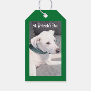 Cute Puppy Dog Wearing Scarf Green and Grey Gift T Tags