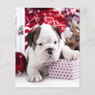 Cute Puppy English Bulldog Funny Christmas Flyer