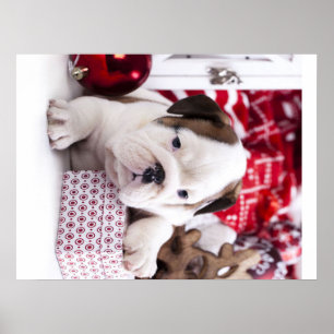 Cute Puppy English Bulldog   Funny Christmas Poster