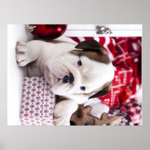Cute Puppy English Bulldog   Funny Christmas Poster