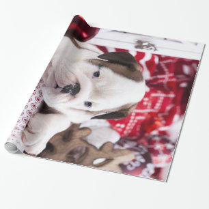 Cute Puppy English Bulldog Funny Christmas Wrapping Paper