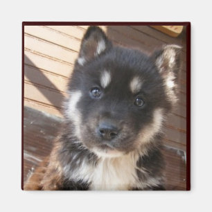 Cute Puppy face Magnets