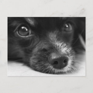 Cute Puppy Face Postcard