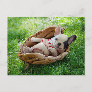 Cute Puppy in a Baseball Mitt Postcard