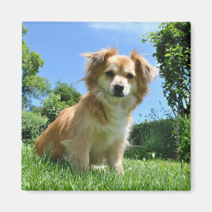 Cute Puppy in Garden Photo Magnet