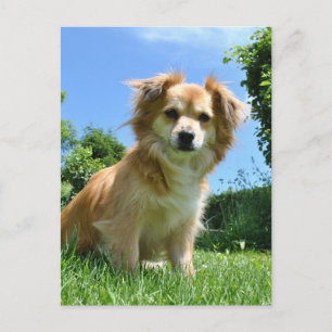 Cute Puppy in Garden Photo Postcard