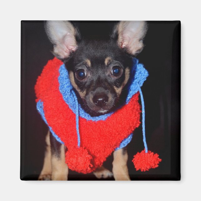 Cute Puppy in Red Wool Sweater Magnet (Front)