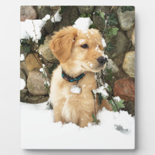 Cute Puppy lab retriever Plaque