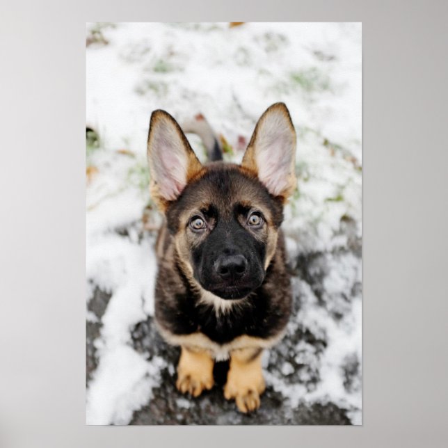 Cute Puppy Looking Up Poster (Front)