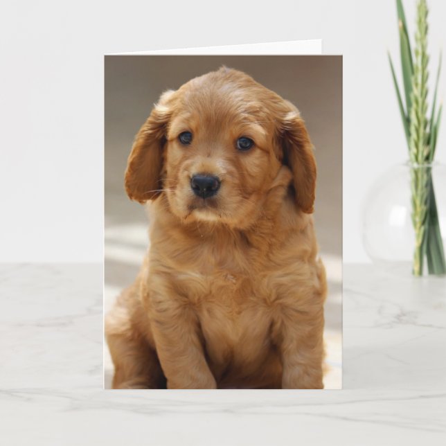 Cute Puppy Portrait Photo Card (Front)
