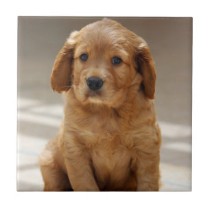 Cute Puppy Portrait Photo Ceramic Tile