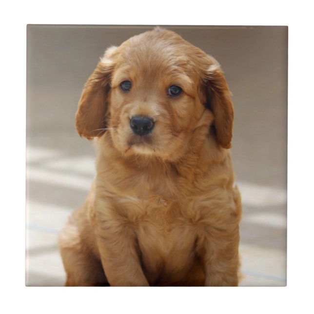 Cute Puppy Portrait Photo Ceramic Tile (Front)