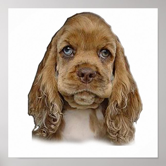cute puppy poster (Front)