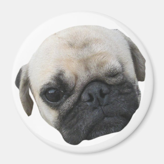 Cute Puppy Pug Dog Friend ... かわいい 子犬 Magnet (Front)