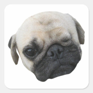 Cute Puppy Pug Dog Friend ... かわいい 子犬 Square Sticker