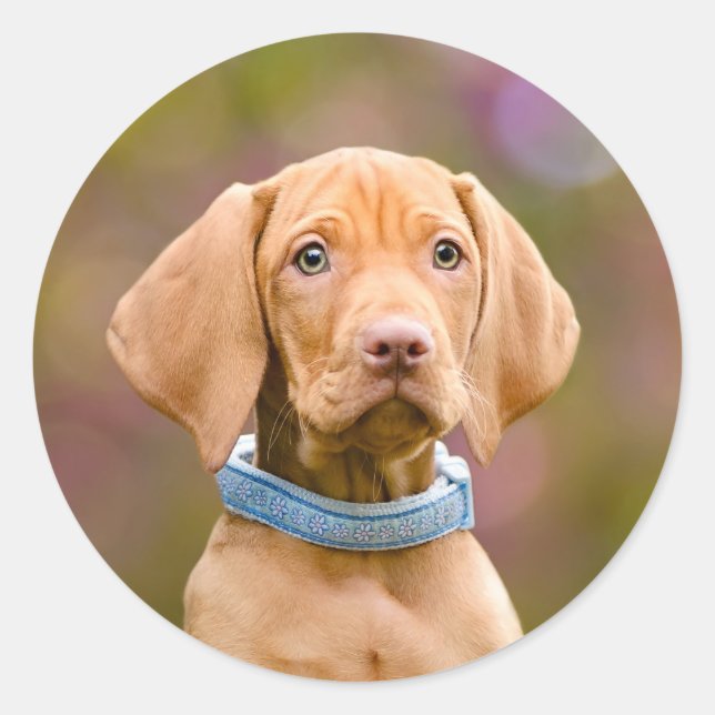 Cute puppyeyed Hungarian Vizsla Dog Puppy Photo - Classic Round Sticker (Front)