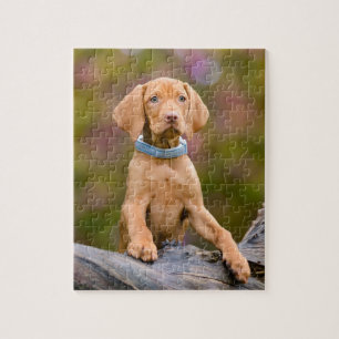 Cute puppyeyed Hungarian Vizsla Dog Puppy Photo - Jigsaw Puzzle