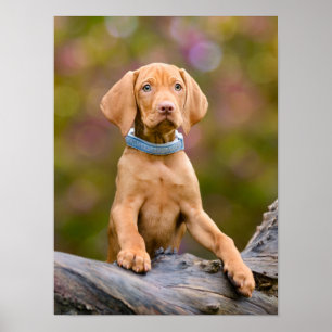 Cute puppyeyed Hungarian Vizsla Dog Puppy Photo _. Poster