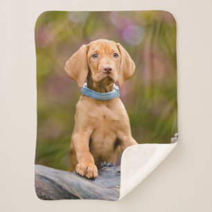 Cute puppyeyed Hungarian Vizsla Dog Puppy Photo Sherpa Blanket