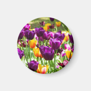 Cute purple and yellow tulips magnet