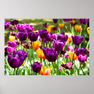 Cute purple and yellow tulips poster