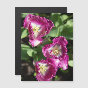 Cute purple tulips in the garden