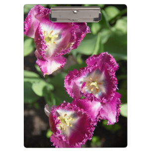 Cute purple  tulips  in the garden  clipboard