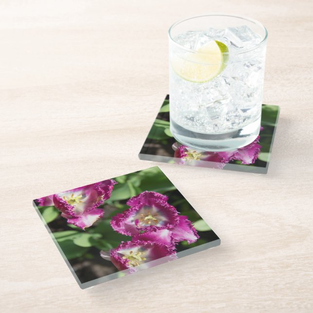 Cute purple  tulips  in the garden glass coaster (Angled)