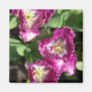 Cute purple  tulips  in the garden magnet