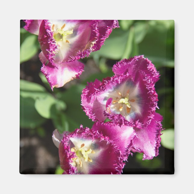 Cute purple  tulips  in the garden magnet (Front)