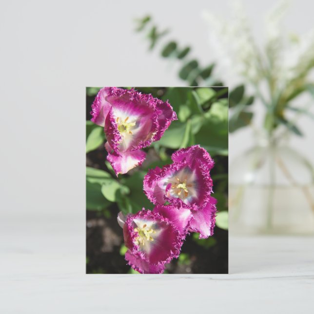 Cute purple  tulips  in the garden postcard (Standing Front)