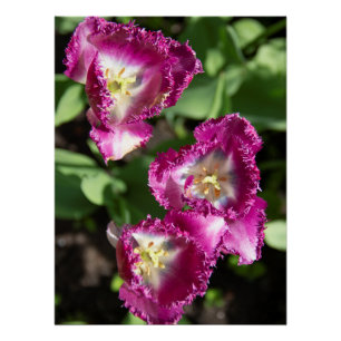 Cute purple tulips in the garden poster