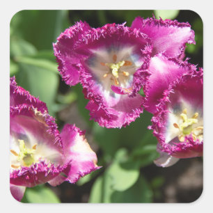 Cute purple tulips in the garden square sticker