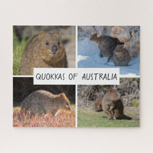 Cute Quokka Animal Wildlife Australia, 520 pieces Jigsaw Puzzle
