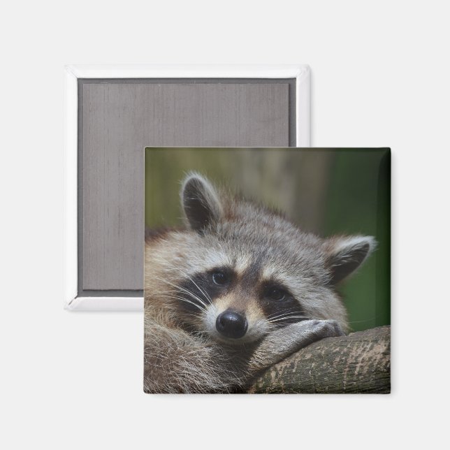 Cute Raccoon Face Magnet (Front/Back)