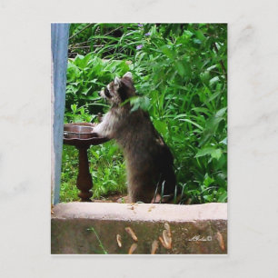 Cute Racoon Eating at Bird Feeder Postcard