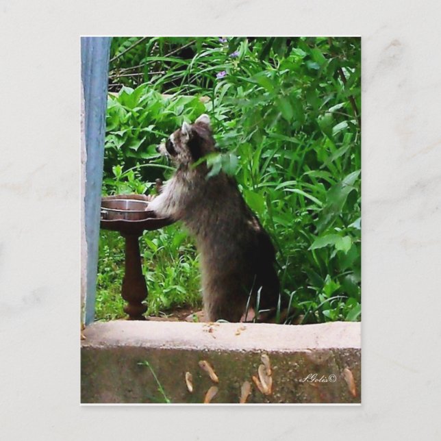 Cute Racoon Eating at Bird Feeder Postcard (Front)