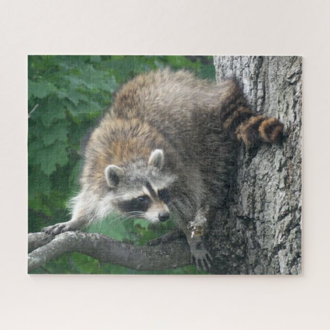 Cute Racoon Full Body in Oak Tree Jigsaw Puzzle (Horizontal)